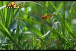 投衙 选段