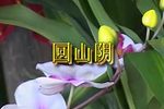 回山阴下载