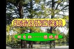抱着母猪当婆娘下载