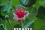 风雨年华度人生