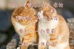 雪梅上坟
