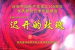 迟开的玫瑰