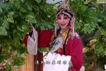 表花 选段下载