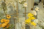 芙奴传琴遇