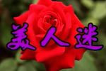 美人迷 全集