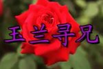 玉兰寻兄 全集下载