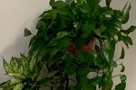 草桥结拜 选段下载