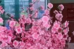 严冬过了春有讯 选段