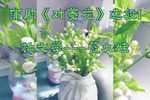 对菱花 选段