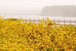 野鸭洲金堤柳林披薄纱 选段