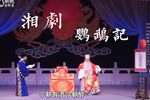 鹦鹉记下载