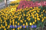我家有个小九妹 选段下载