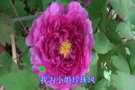 我为小姐珍珠凤 选段