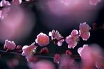 江南美韵下载
