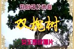 双槐树哭坟