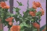 蝶恋花 选段下载