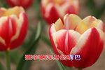 罗英访贤 选段下载