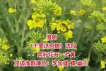 千里送京娘 选段下载