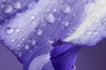 黛玉悲秋 2