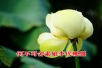 舍妻下载
