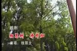 相思树 待郎归下载