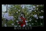 屋檐下的白玉兰