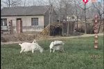 苦情戏