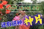 花田错
