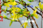 姊妹易嫁 选段下载