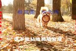 姊妹易嫁 选段