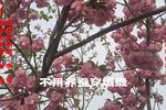 姊妹易嫁 选段下载