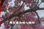 姊妹易嫁 选段