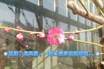 龙凤面 选段