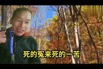 老鼠告猫