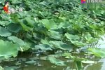 杨元闪目留神看  选段