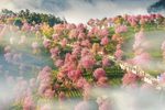 孔雀东南飞第四场下载