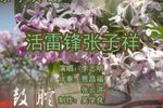 活雷锋张子祥 下李志明 选段下载