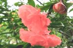 花为媒 选段