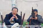 河南曲剧 选段