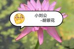小刘公下载