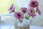 报春花 选段