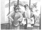 招风树