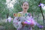 诸葛亮吊孝 选段下载