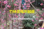 四千岁你莫要羞愧难当 选段