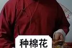 种棉花 选段下载