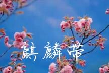 麒麟带